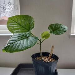 ウンベラータの画像