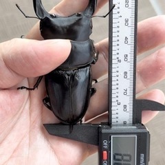 オオクワガタ　2齢　幼虫5頭　まとめ買いサービス有