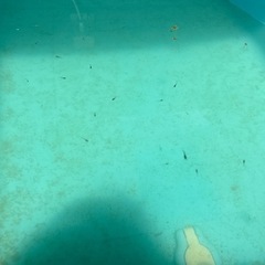 幼魚メダカ　　の画像
