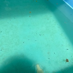 幼魚メダカ　　の画像