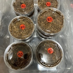 オオクワガタ　2齢　幼虫5頭　まとめ買いサービス有の画像