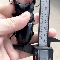 オオクワガタ　2齢幼虫　5頭の画像
