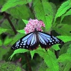 お出かけ、カメラ仲間募集
