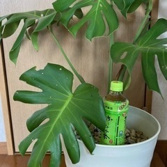 モンステラ②の画像