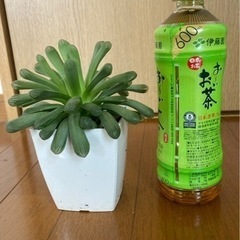 ハオルチア　オブツーサ