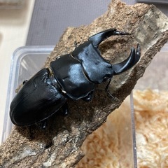 ①国産オオクワガタ1ペアの画像