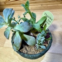 【お譲り先決まりました】*多肉植物*サボテン*寄せ植え②