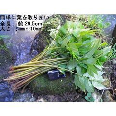 黒部の赤みず ミズを格安(クリックポスト満タン!送料無料)でお送...