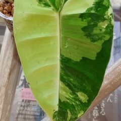 バールマルクス斑入りの画像