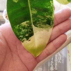 バールマルクス斑入りの画像
