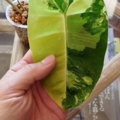 バールマルクス斑入りの画像