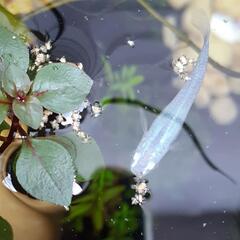 メダカ (深海)《卵》10個の画像