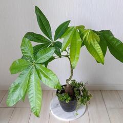 🌿終了🌿パキラ・アイビー🌿観葉植物🌿