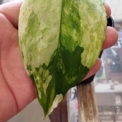アグラオネマモデスツムバリエガータの画像