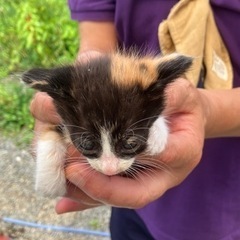 ミケ猫メス