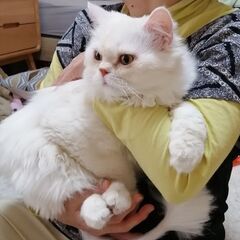 （やり取り中）ふわふわむくむく甘えん坊の男の子☆1歳