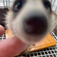 ミーアキャット　生後6ヶ月
