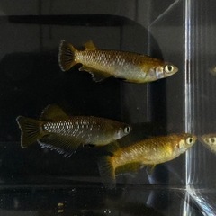 メダカ フロマージュ 有精卵 10コ+α 夢中メダカ血統の画像