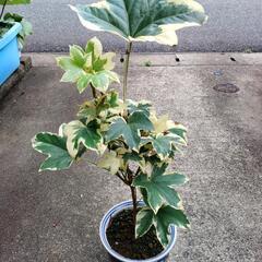 斑入り  ヤツデ
