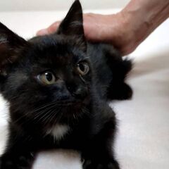 可愛い黒猫