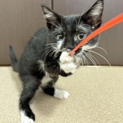 元気いっぱい🐱 ユニークな毛柄のくつ下ちゃん！