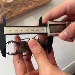 夏緊急セール超特大ミヤマクワガタ76.2mm   ♂