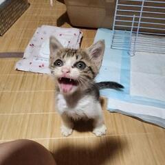 里親募集(更新致しました)