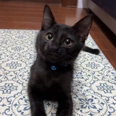 元気な黒猫男の子猫