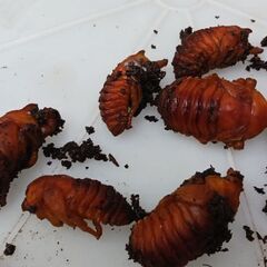 カブトムシの幼虫7匹の画像