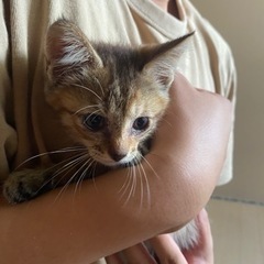 急ぎです。子猫里親募集。どなたか引き取ってくれませんか。
