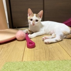 白三毛の子猫♀
