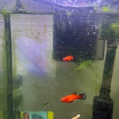 プラティ4匹+メダカ1匹