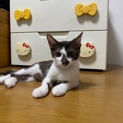 ちょっと珍しい色の茶白　♀