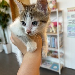 遊ぶの大好きな子猫