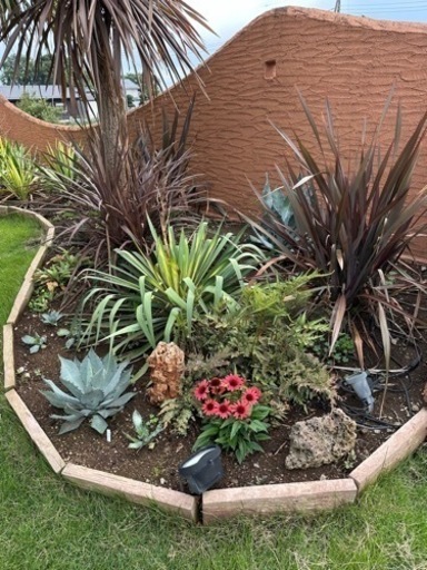 ユッカフィラメントゥーサ斑入り。