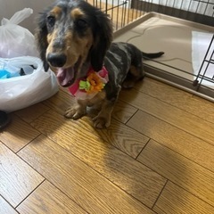 ミニチュアダックスフンド　メス - 犬