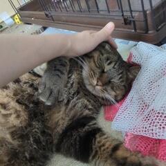 トライアルの為募集停止中♥️甘えん坊ぱいぱいまん - 猫