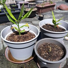 植物　ミョウガ　三つ