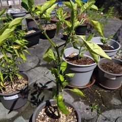 植物　シシトウ　唐辛子　トウガラシ