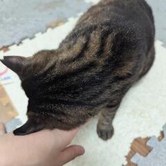 トライアルの為募集停止中♥️甘えん坊ぱいぱいまん − 宮城県