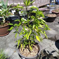 植物　トウガラシ　唐辛子