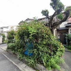0円無料★カイヅカイブキの木が欲しいかた！の画像