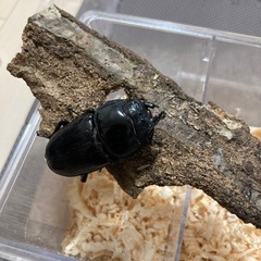 ②能勢SRメス単品の画像