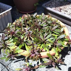 アジュガ　植物　花