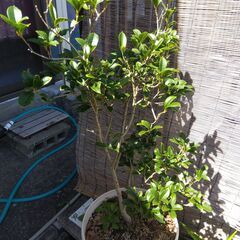 植物　ぎんもくせい　ギンモクセイ　銀木犀