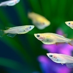 メダカ