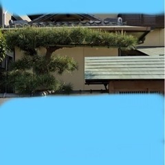 【取引中】松の木の剪定をお願いしたいです。