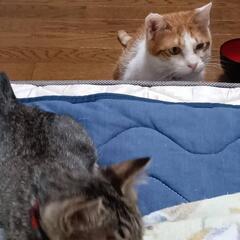 🐈猫ｷｬﾘｰｹｰｽお譲り下さい🐈‍⬛