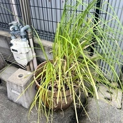 パンパスグラス5年株