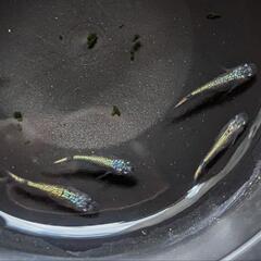 改良メダカ　ネプチューン　若魚２ペア